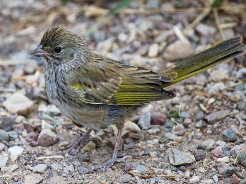 Green-tailed Towhee, 照片 4