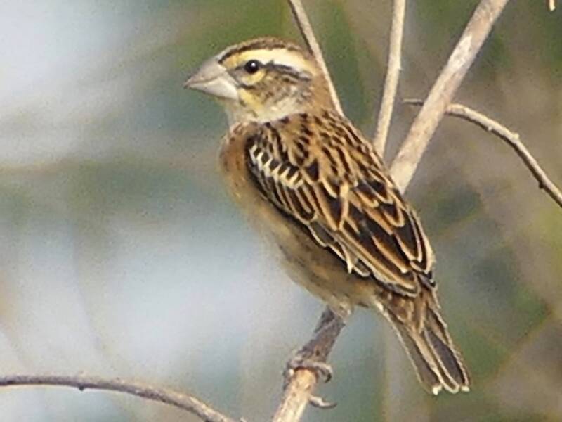 Tessitore dorsodorato, Foto 4