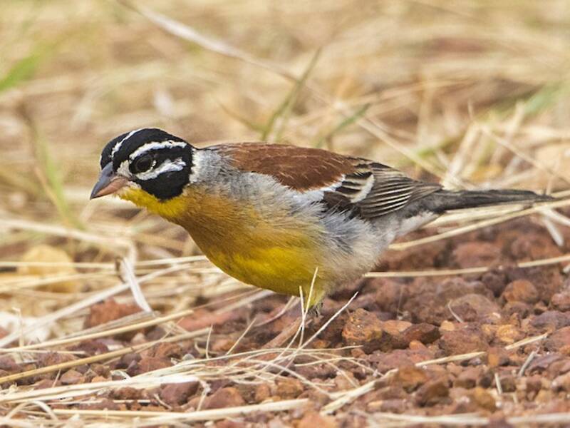 Golden-breasted Bunting, Photos 3