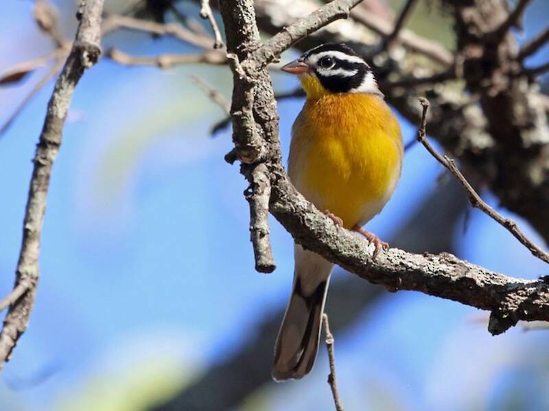 Golden-breasted Bunting, Photos 4