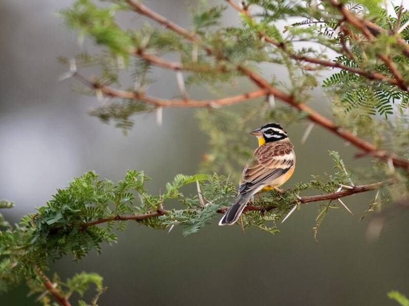 Golden-breasted Bunting, Photos 2