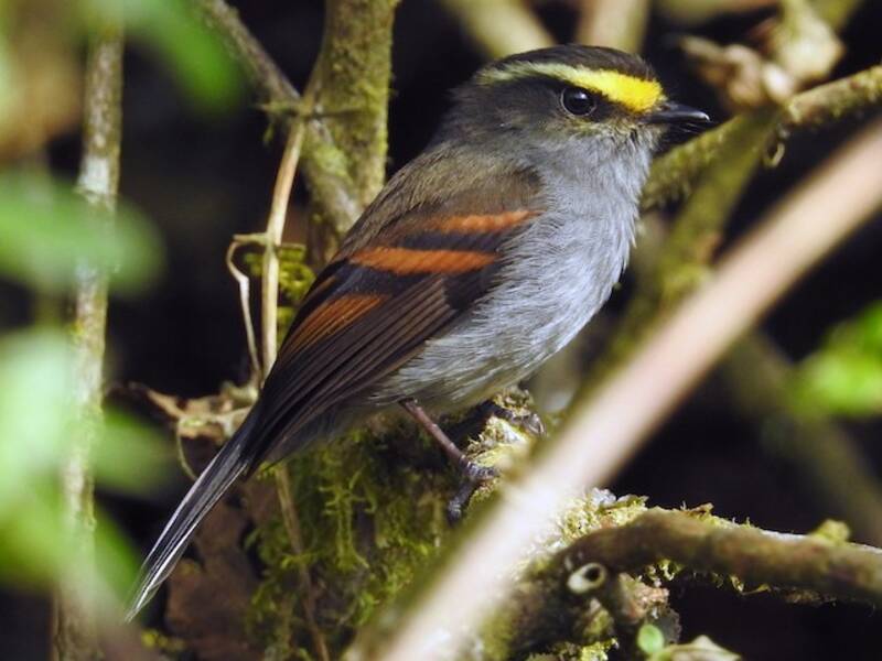 Golden-browed Chat-Tyrant, Photos 3