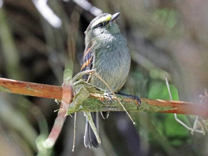 Golden-browed Chat-Tyrant, Photos 2