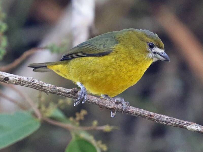 Euphonia à ventre doré, Photos 3