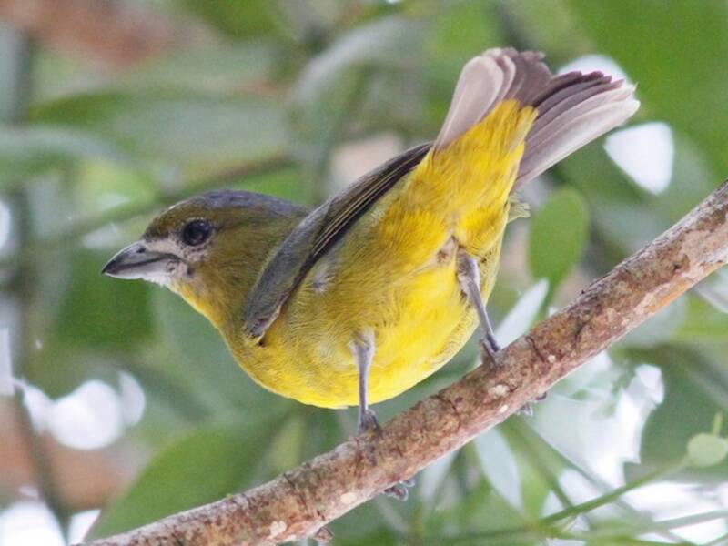 Euphonia à ventre doré, Photos 2