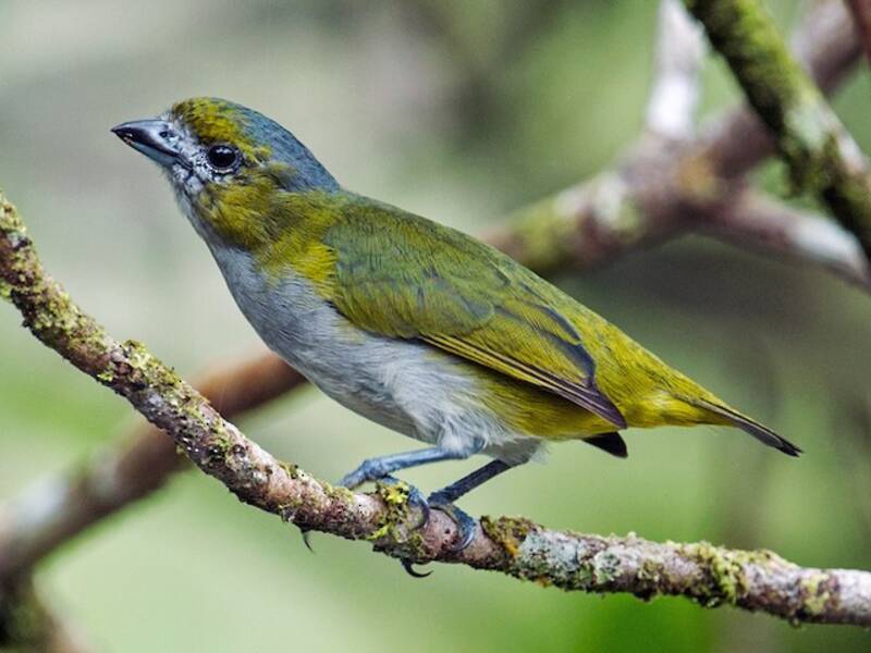 Euphonia à ventre doré, Photos 4