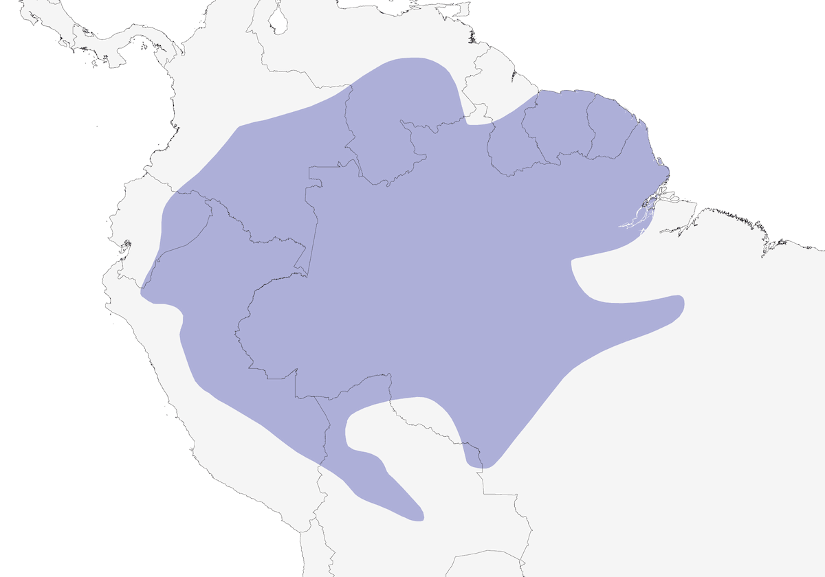 Euphonia à ventre doré, Distribution 1