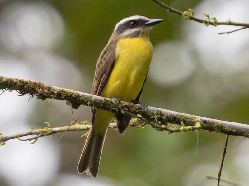 Golden-bellied Flycatcher, 照片 4