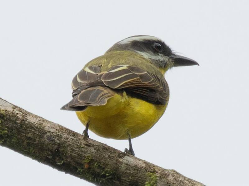 Golden-bellied Flycatcher, 照片 2