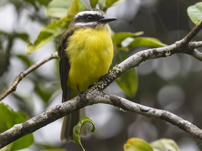 Golden-bellied Flycatcher, 照片 3