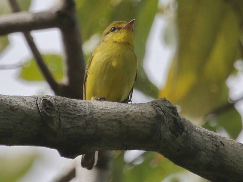 Golden-bellied Flyrobin