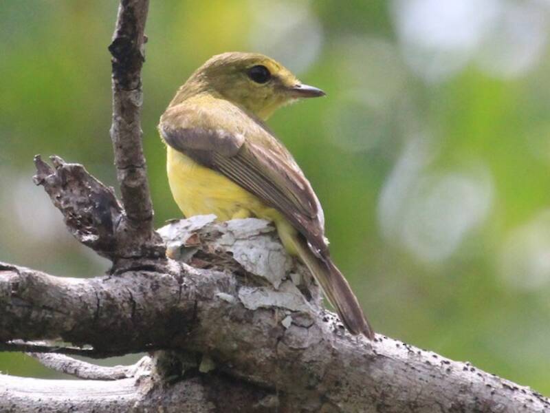 Golden-bellied Flyrobin, 照片 3