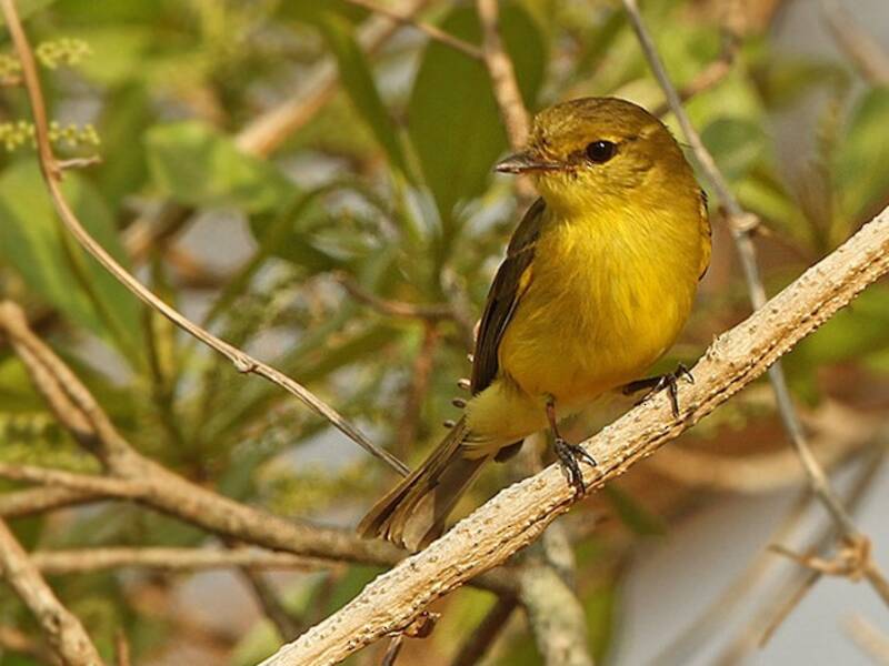Golden-bellied Flyrobin, 照片 2