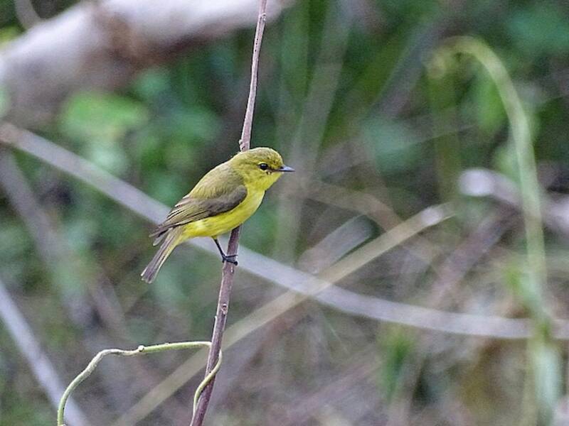 Golden-bellied Flyrobin, 照片 4