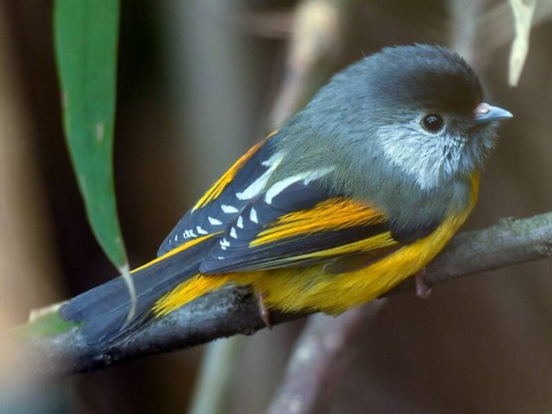 Golden-breasted Fulvetta, Photos 4