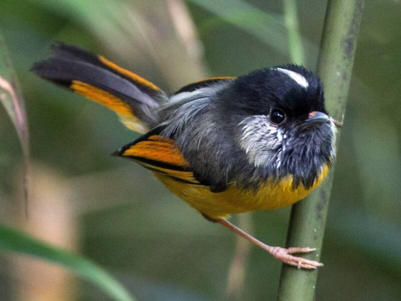 Golden-breasted Fulvetta, Photos 2