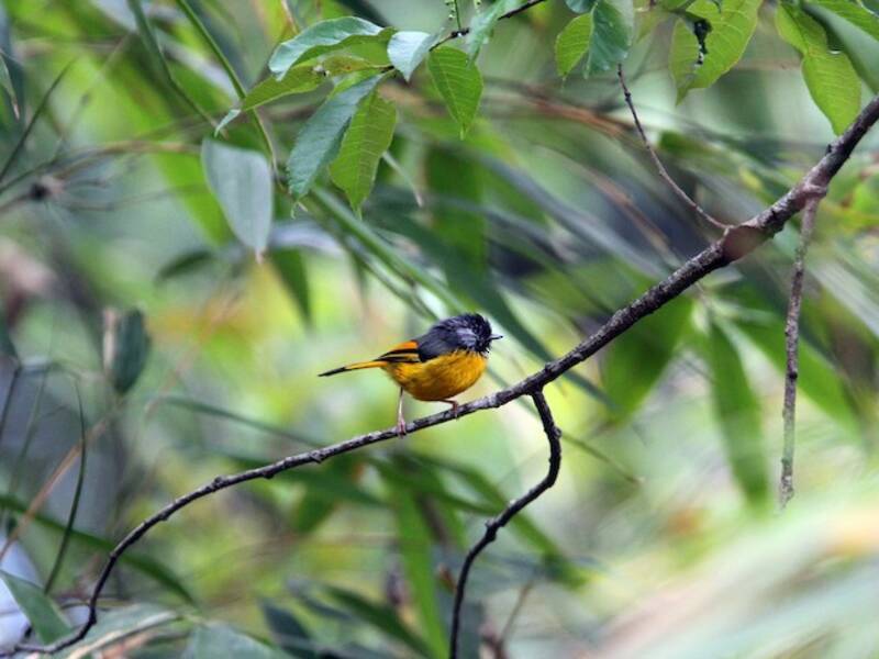 Golden-breasted Fulvetta, Photos 3