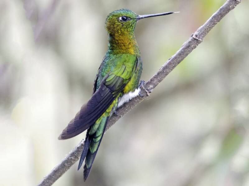 Golden-breasted Puffleg, Photos 4