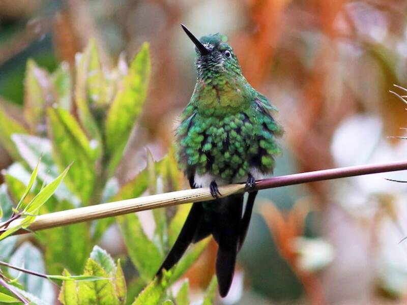 Golden-breasted Puffleg, Photos 3