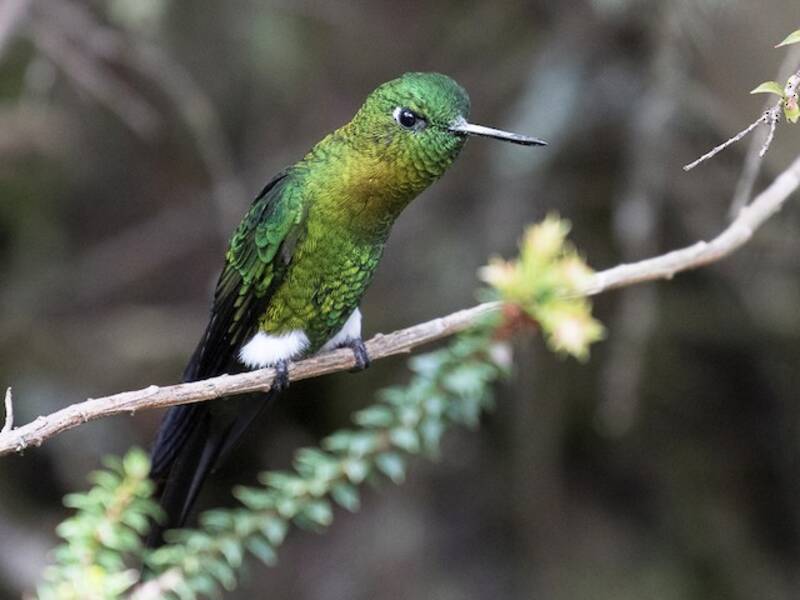 Golden-breasted Puffleg, Photos 2