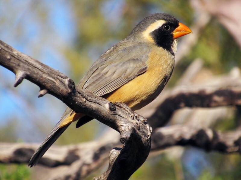Golden-billed Saltator, 照片 3