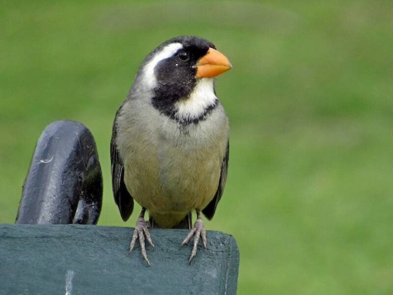 Golden-billed Saltator, 照片 4