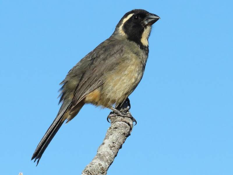 Golden-billed Saltator
