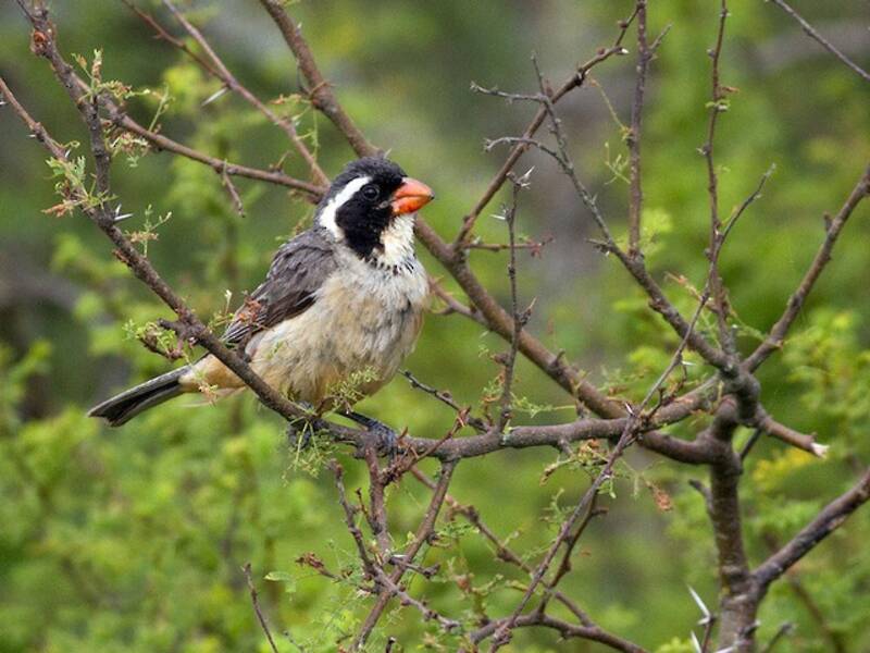 Golden-billed Saltator, 照片 2