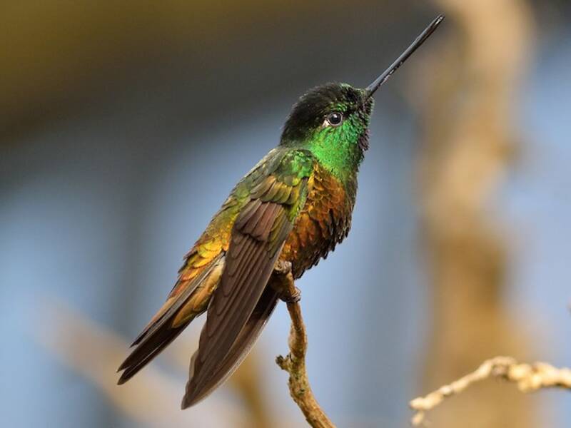 Golden-bellied Starfrontlet, 照片 3