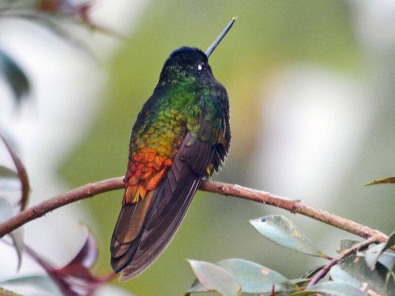 Golden-bellied Starfrontlet, 照片 2