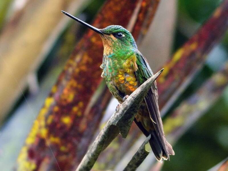 Golden-bellied Starfrontlet