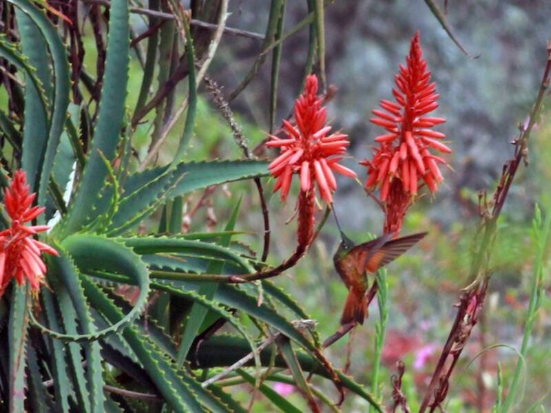 Colibrí frenteestrella de Mérida
