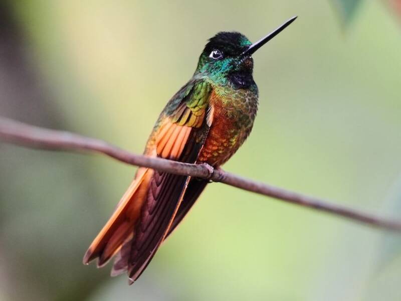 Colibrí frenteestrella de Mérida, Fotos 2