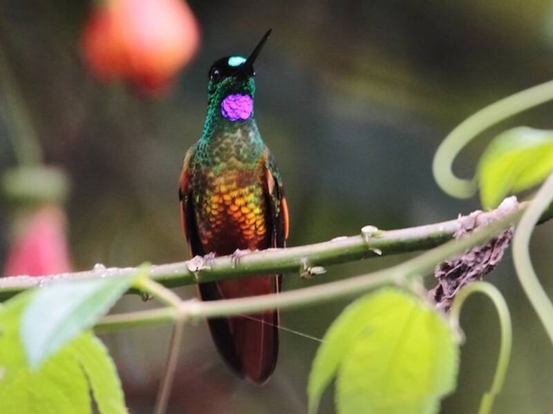 Colibrí frenteestrella de Mérida, Fotos 3