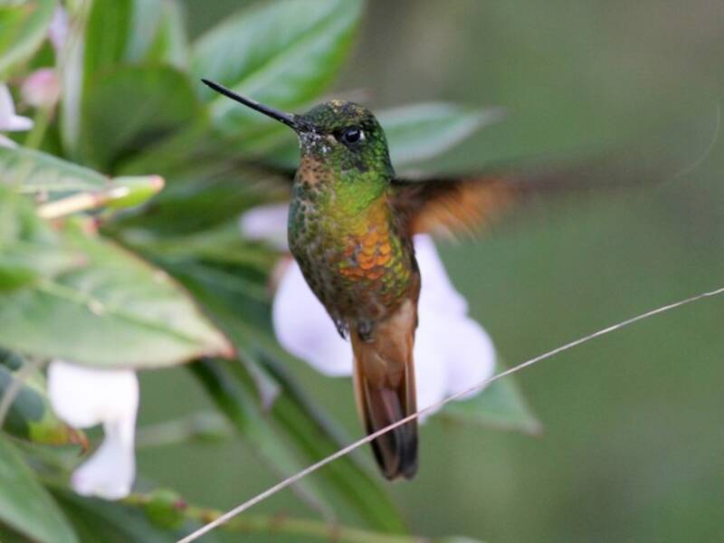Colibrí frenteestrella de Mérida, Fotos 4