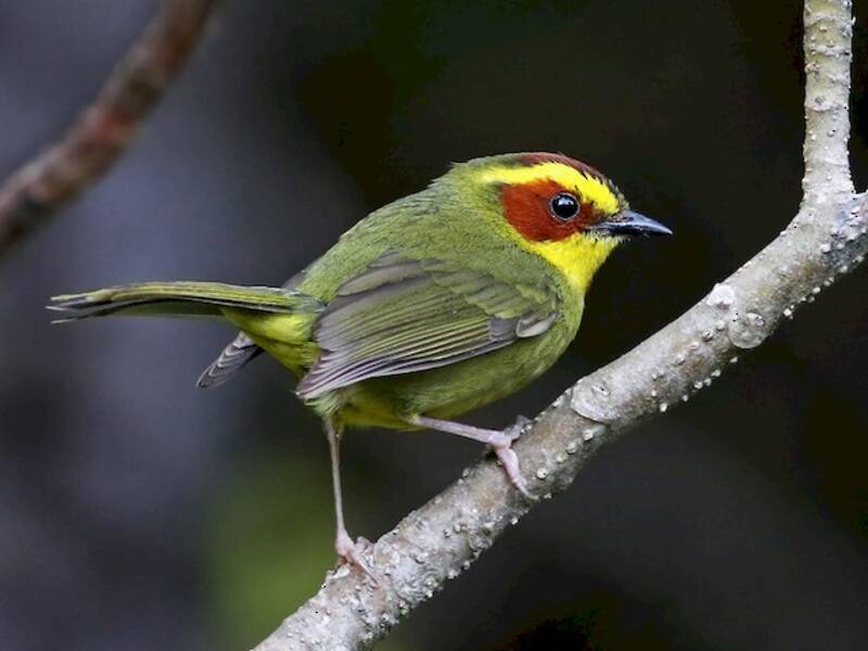 Golden-browed Warbler