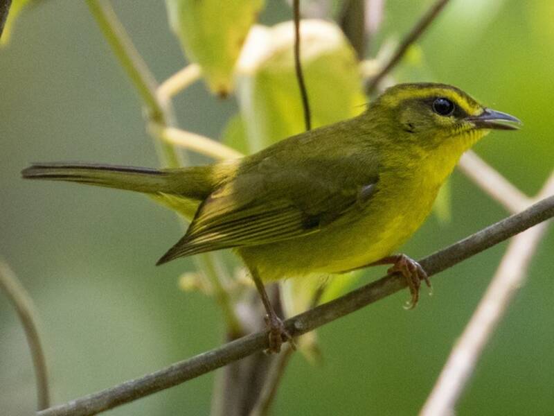 Cuzco Warbler, Photos 3
