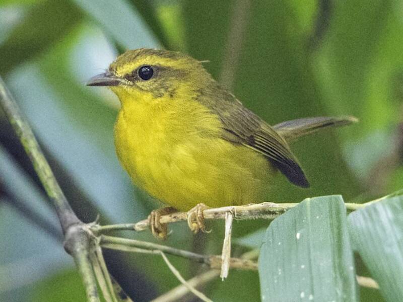Cuzco Warbler