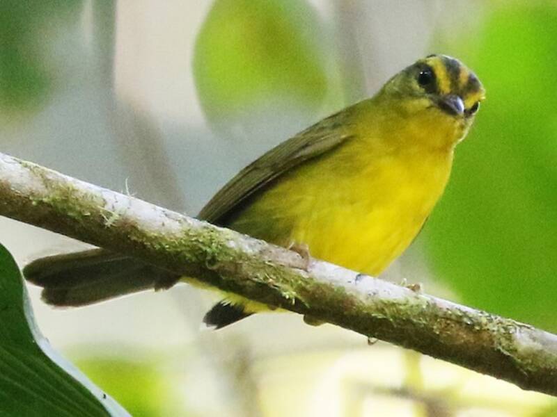 Cuzco Warbler, Photos 2