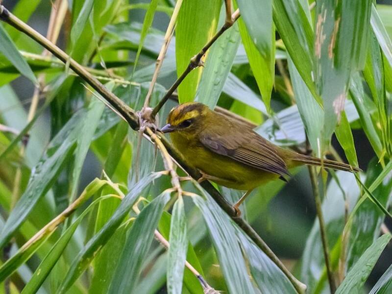 Cuzco Warbler, Photos 4