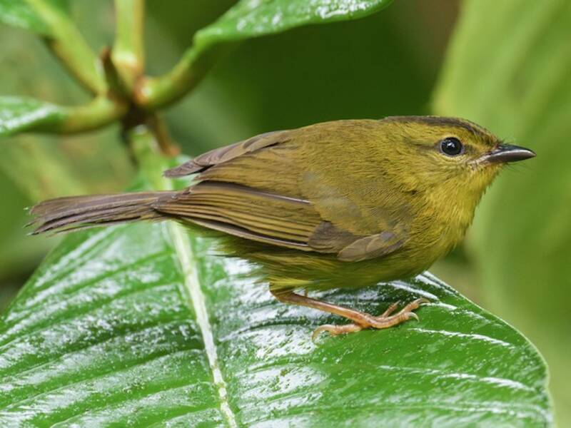 Parula del Chocó, Foto 3