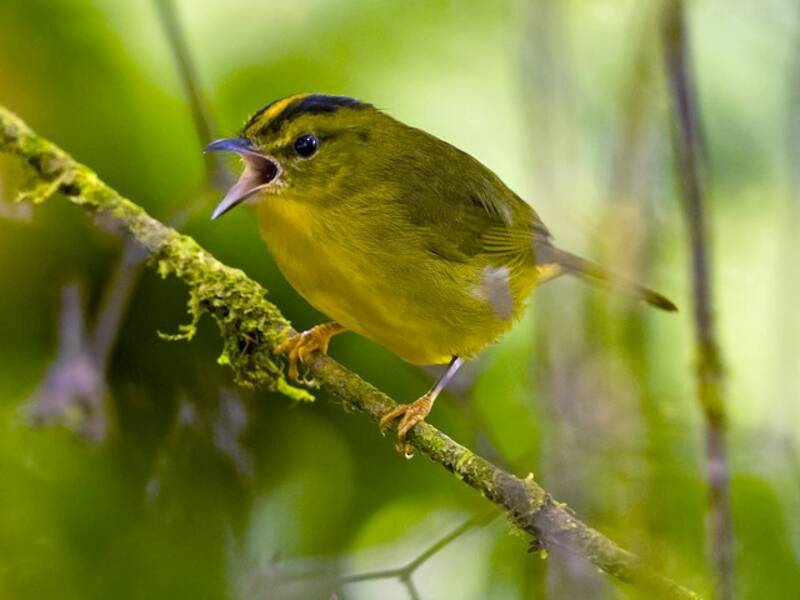 Parula del Chocó, Foto 4