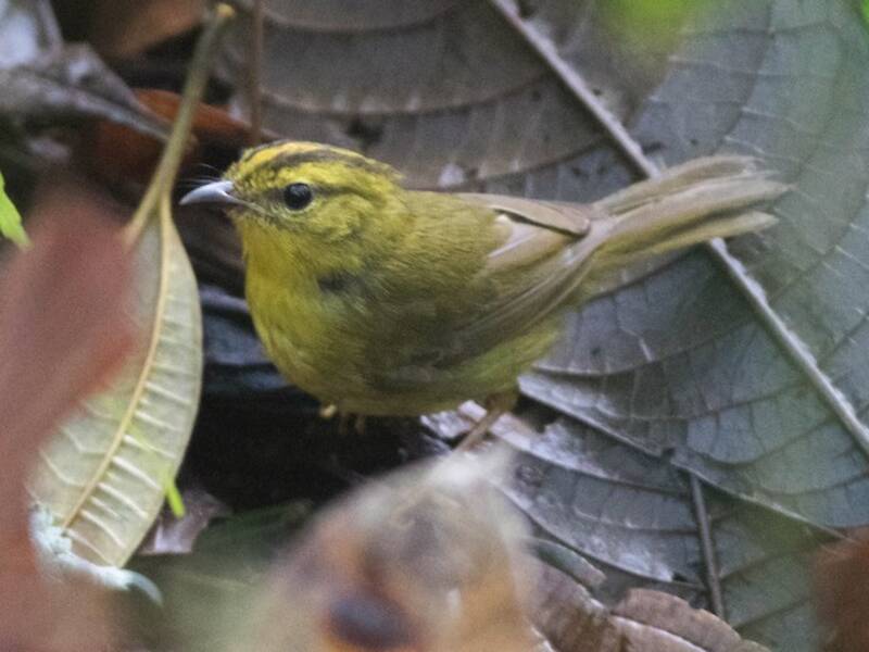 Parula del Chocó, Foto 2