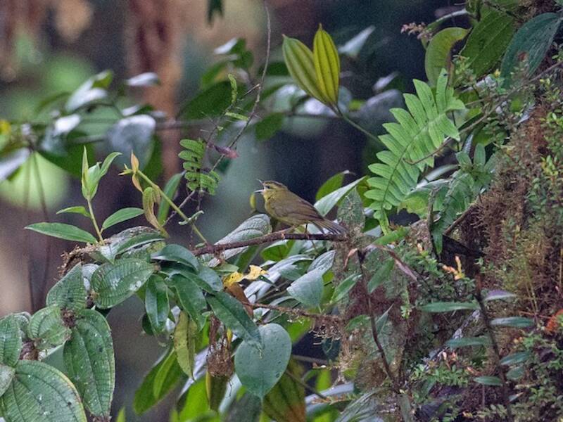 Parula del Chocó