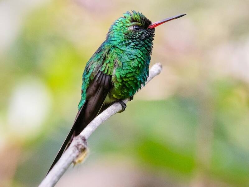 Colibrí Esmeralda Coronidorado, Fotos 3