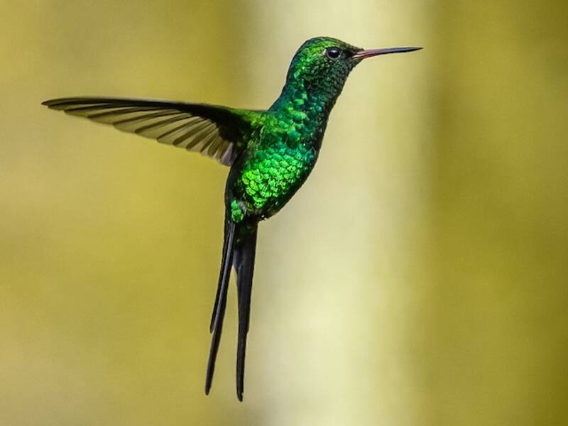 Golden-crowned Emerald