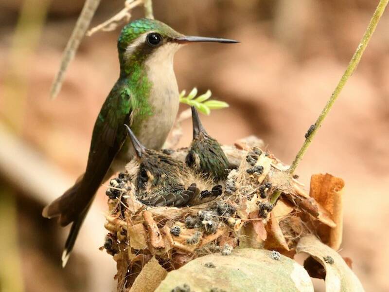 Colibrí Esmeralda Coronidorado, Fotos 2