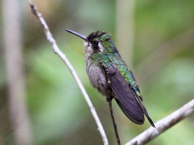 Colibrí Esmeralda Coronidorado, Fotos 4