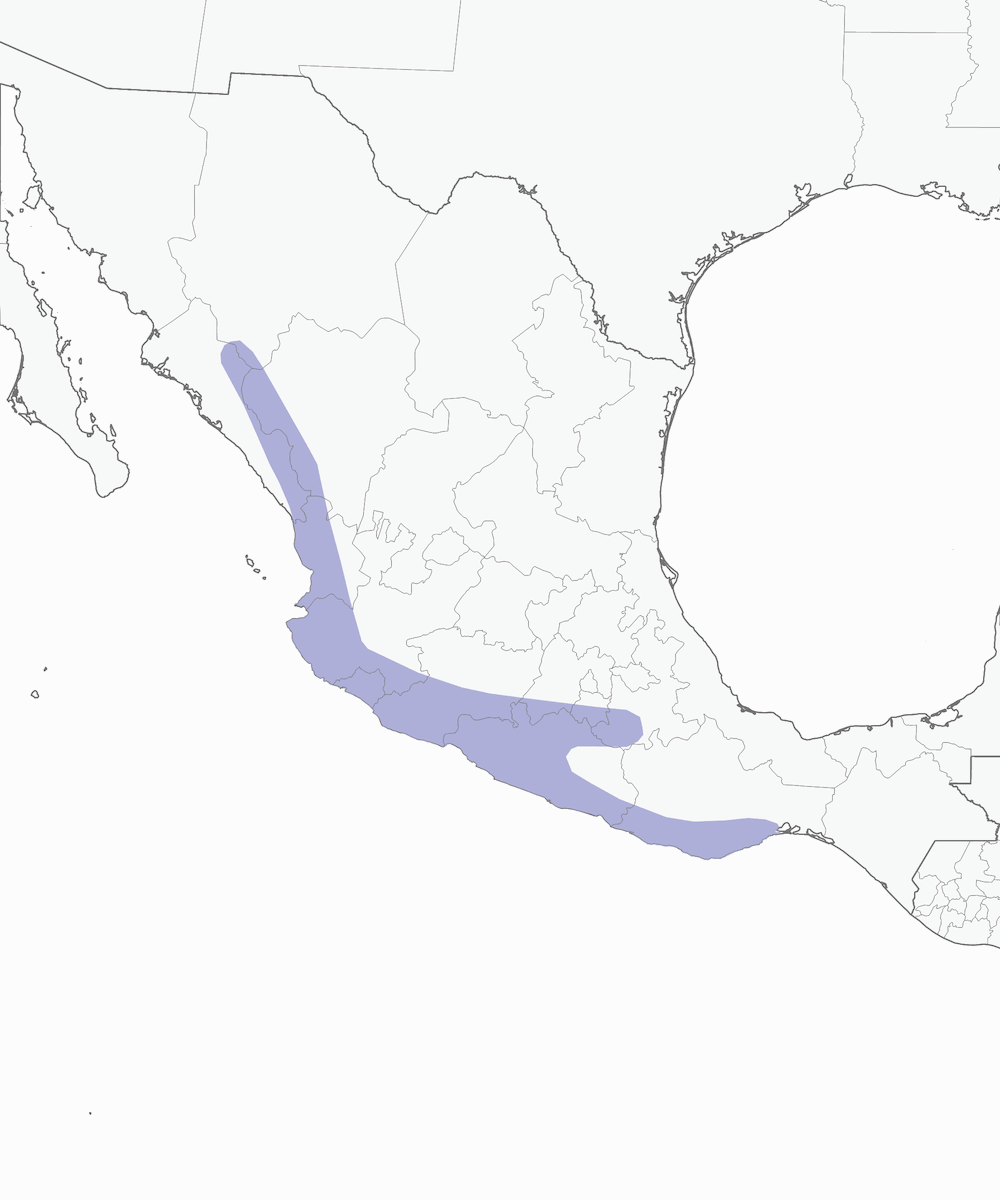 Colibrí Esmeralda Coronidorado, Distribución 1