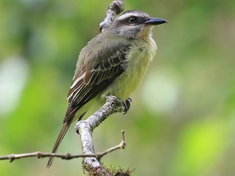 Golden-crowned Flycatcher, Photos 3